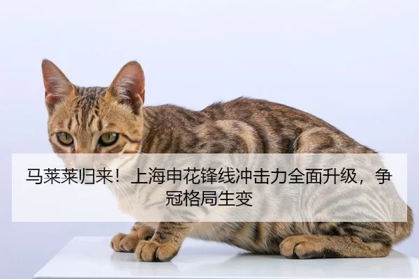 马莱莱归来！上海申花锋线冲击力全面升级，争冠格局生变